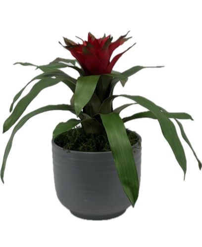Red Silk Bromeliad