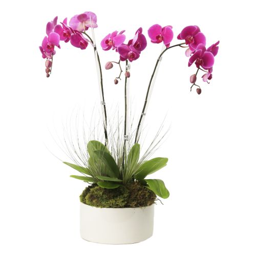 Triple Stem Purple Phalaenopsis Orchid 